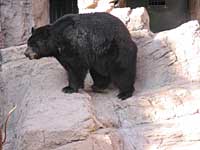black bear
