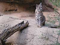 bobcat