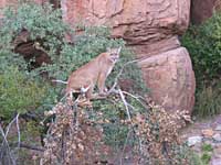 mountain lion