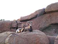 mountain sheep