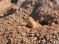 prairie dog