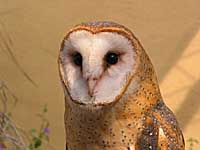 barn owl