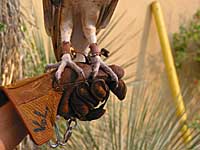 barn owl talons