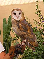 barn owl