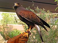 harris hawk