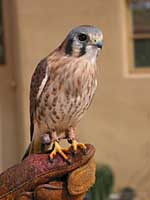 American kestrel