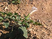 datura