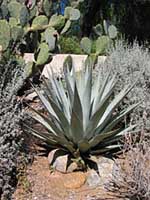 agave