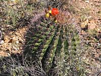 barrel cactus