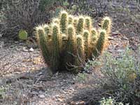 cholla
