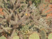 creeping cholla