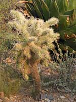 teddy-bear cholla