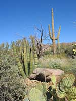 desert plants