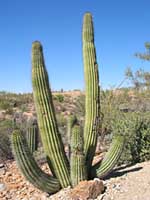 organ pipe cactus