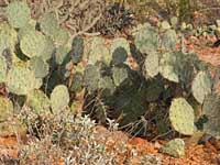 prickly pear cactus