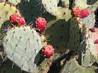 prickly pear fruit