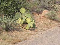 prickly-pear-jojoba