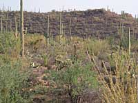 cactus forest