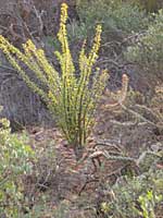ocotillo