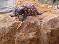 gila monster