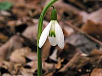 snowdrop