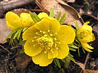 winter aconite