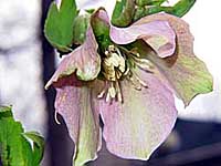 lenten rose