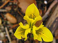 yellow dwarf iris