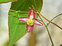 epimedium