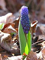 grape hyacinth