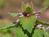 Purple Deadnettle