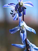 siberian squill