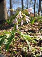 toothwort