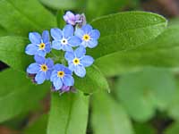 forget-me-not