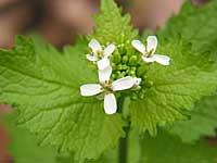 garlic-mustard