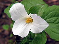 white trillium