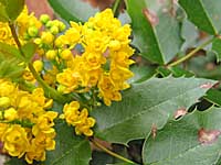 oregon grape holly