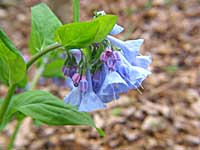 virginia bluebells