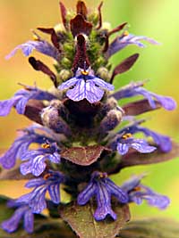 Bugleweed sp.