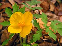 celandine_poppy