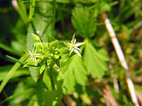 common chickweed