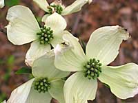 flowering dogwood