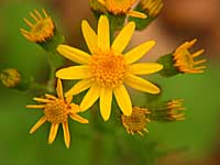 golden ragwort