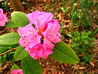 mountain laurel