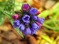 pulmonaria