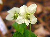 striped white violet