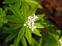 sweet woodruff