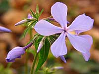 blue phlox