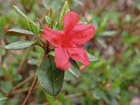 red azalea