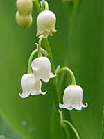 lily-of-the-valley